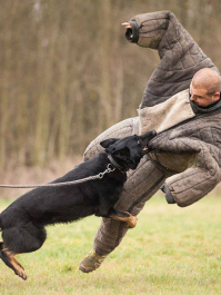 Attaque de Chien Cracovie