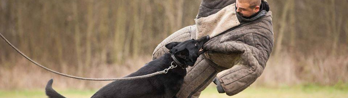 Cracovie Attaque de Chien image 1