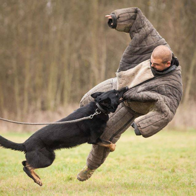 dog-chase-prague-7.jpg image 1