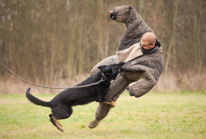Cracovie Attaque de Chien image 1